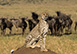 Mahali Mzuri, Sir Richards Camp, Kenya, Africa