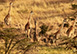 Mahali Mzuri, Sir Richards Camp, Kenya, Africa