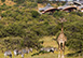 Mahali Mzuri, Sir Richards Camp, Kenya, Africa