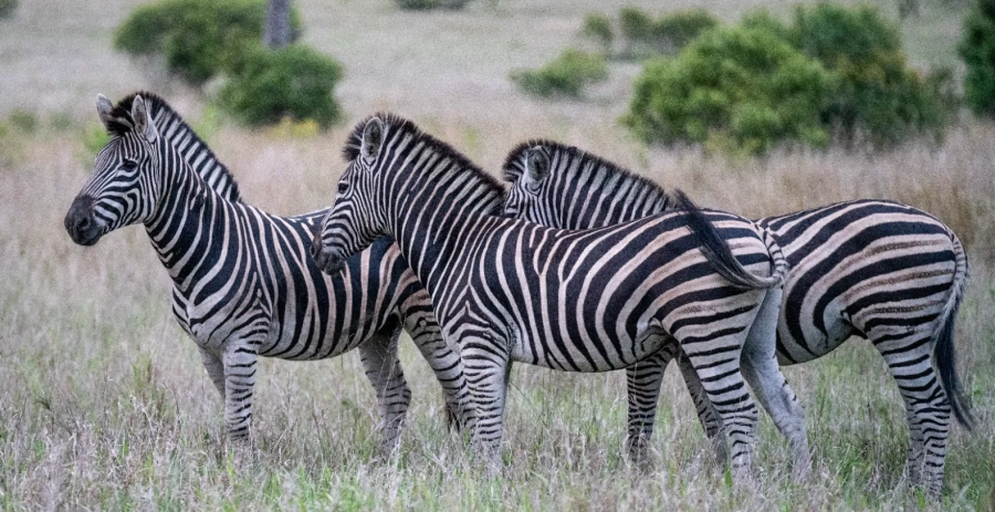 Mapogo Villa Sabi Sand Vacation Villa - South Africa