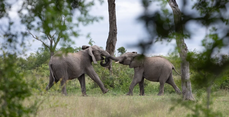 Mapogo Villa Sabi Sand Vacation Villa - South Africa