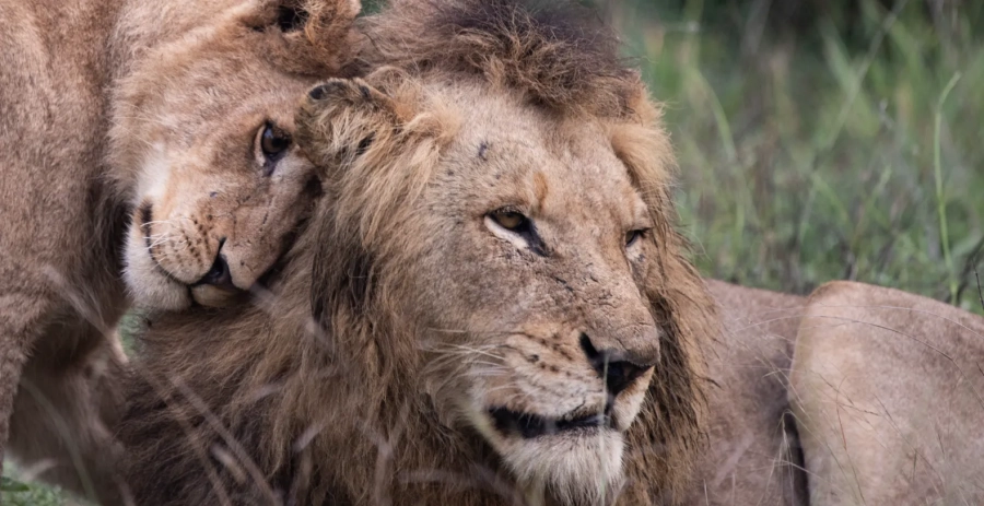 Mapogo Villa Sabi Sand Vacation Villa - South Africa