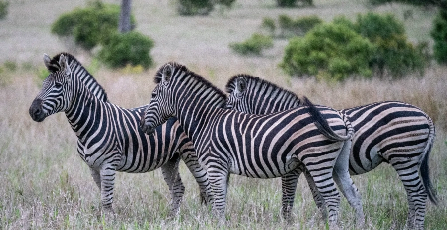Mvula Villa Sabi Sand Vacation Villa - South Africa