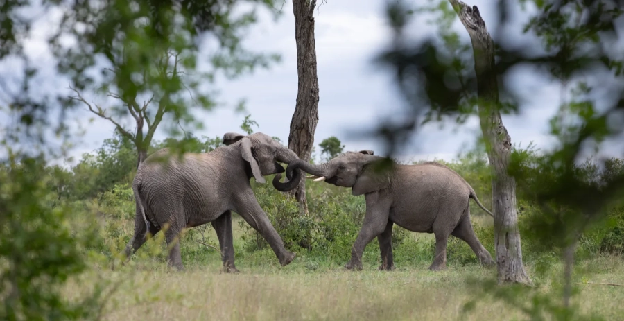 Mvula Villa Sabi Sand Vacation Villa - South Africa