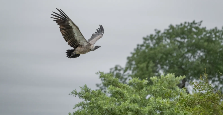 Mvula Villa Sabi Sand Vacation Villa - South Africa
