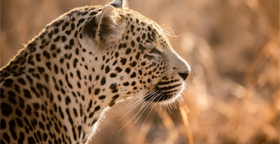 Mvula Villa Sabi Sand Vacation Villa - South Africa