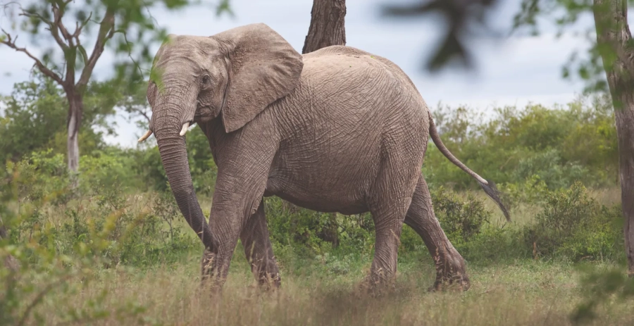Villa Karula Sabi Sand Vacation Villa - South Africa