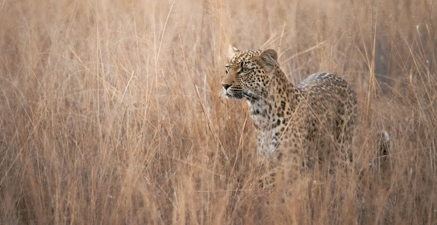 Villa Karula Sabi Sand Vacation Villa - South Africa