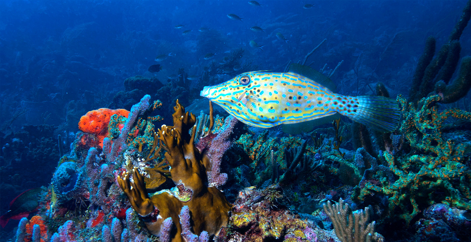 Petit St. Vincent Grenadines Vacation Villa - Private Island