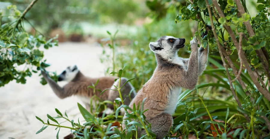 Necker Island BVI Vacation Villa - Private Islands