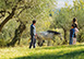 Castel Monastero Italy Vacation Villa - Chianti, Tuscany