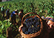 Castel Monastero Italy Vacation Villa - Chianti, Tuscany