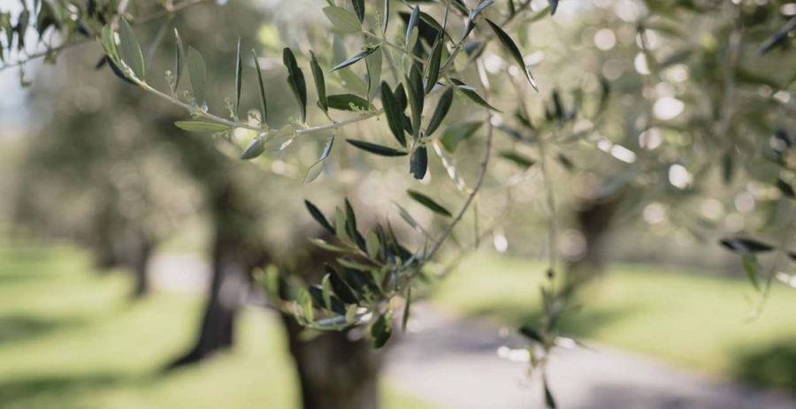 Tenuta Le Selve Italy Vacation Villa - Lake Garda