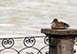 Italy Vacation Villa - Lake Como