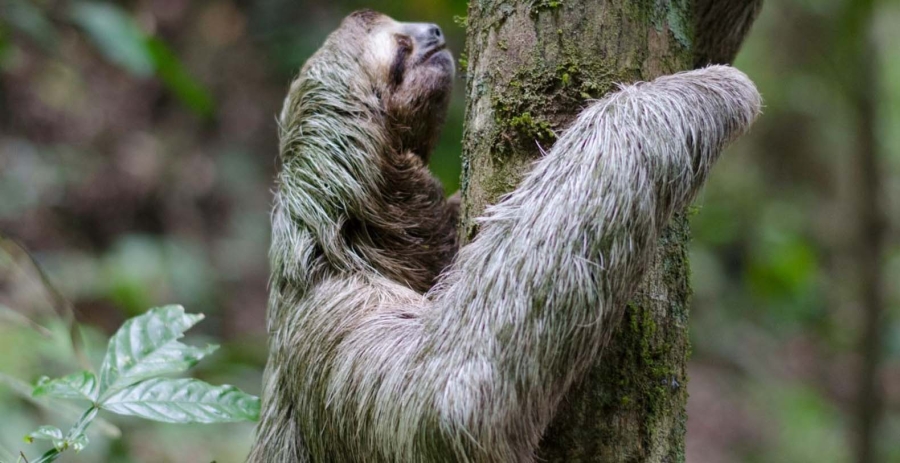 Casa Hacienda Jaguar Costa Rica Vacation Villa - Ojochal