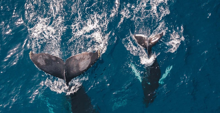 Casa Hacienda Jaguar Costa Rica Vacation Villa - Ojochal