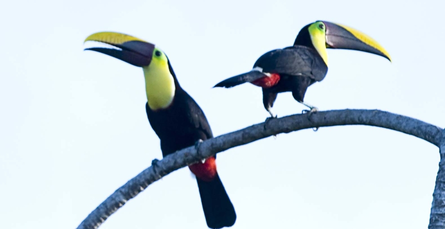 Costa Rica Vacation Villa - Achiote