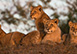 Ulusaba Rock Lodge, Sabi Sand Reserve (Western Sector), South Africa