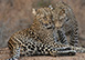 Ulusaba Rock Lodge, Sabi Sand Reserve (Western Sector), South Africa