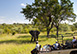 Ulusaba Rock Lodge, Sabi Sand Reserve (Western Sector), South Africa