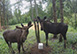 Mountain Meadow Breckenridge Colorado Vacation Villa - Breckenridge