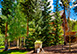 Twin Eagles Lodge Colorado Vacation Villa - Breckenridge